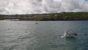 delfini St Ives