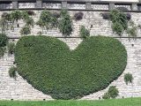 mura di Bergamo - cuore di rampicanti