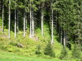 bosco Gastein